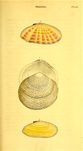 n356_w1150