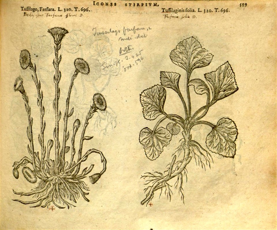 n595_w1150