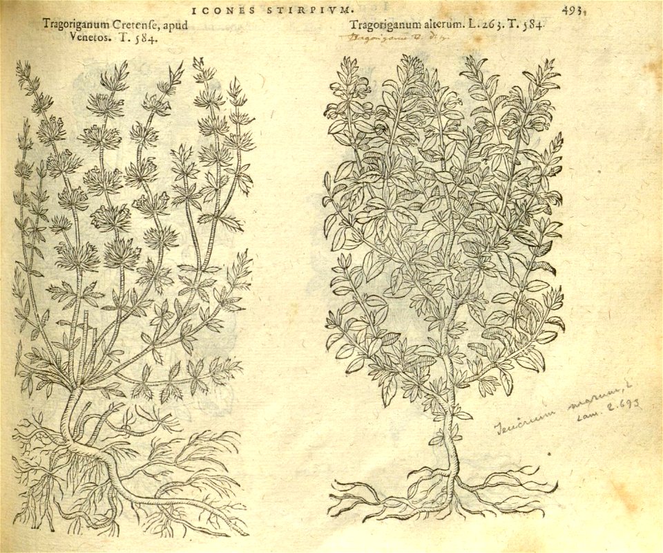 n499_w1150