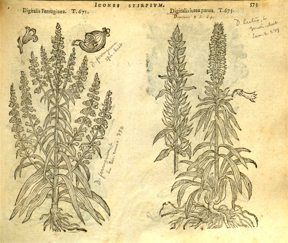 n579_w1150