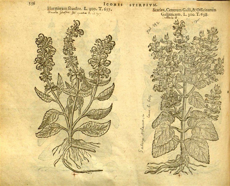 n562_w1150