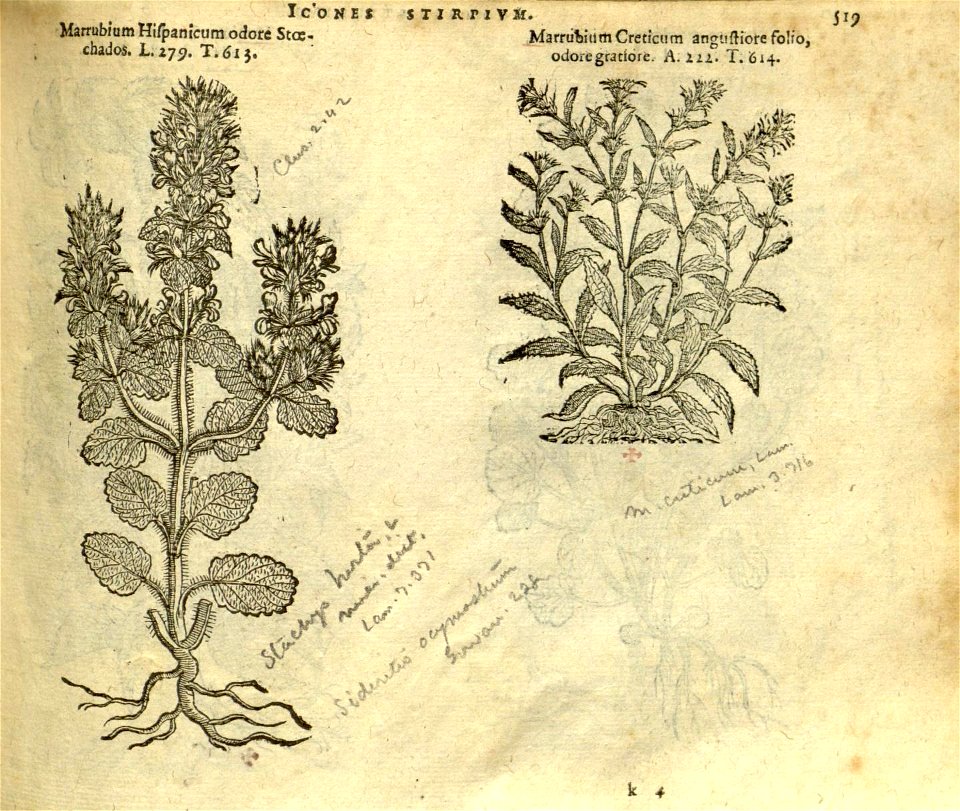 n525_w1150
