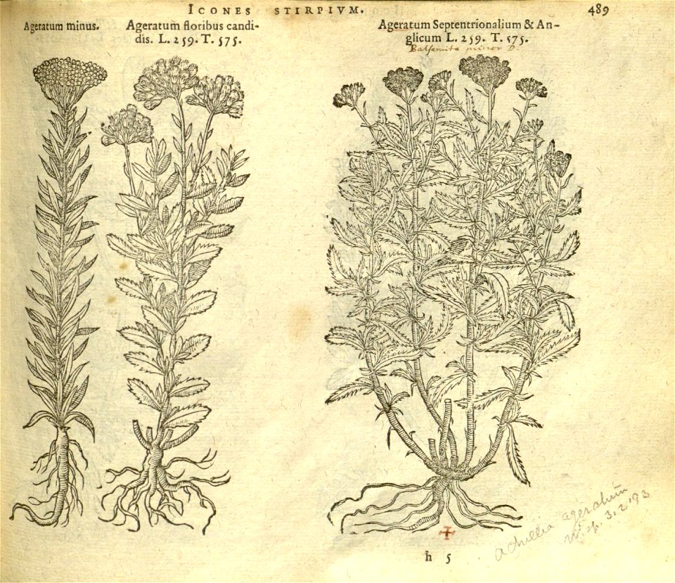 n495_w1150