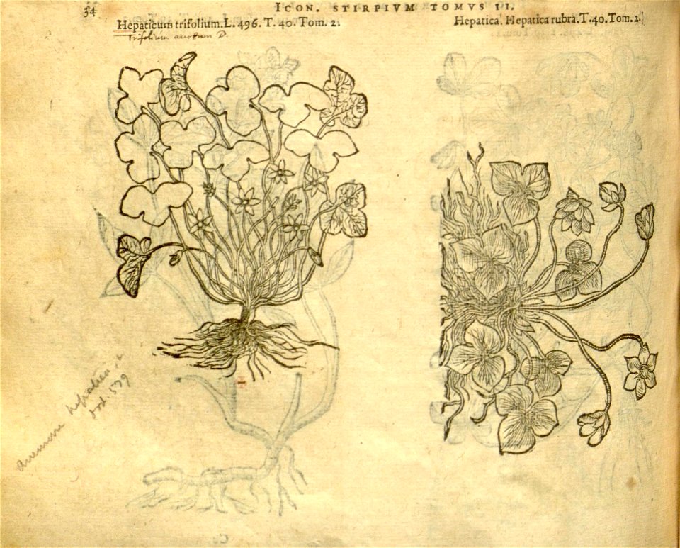 n856_w1150