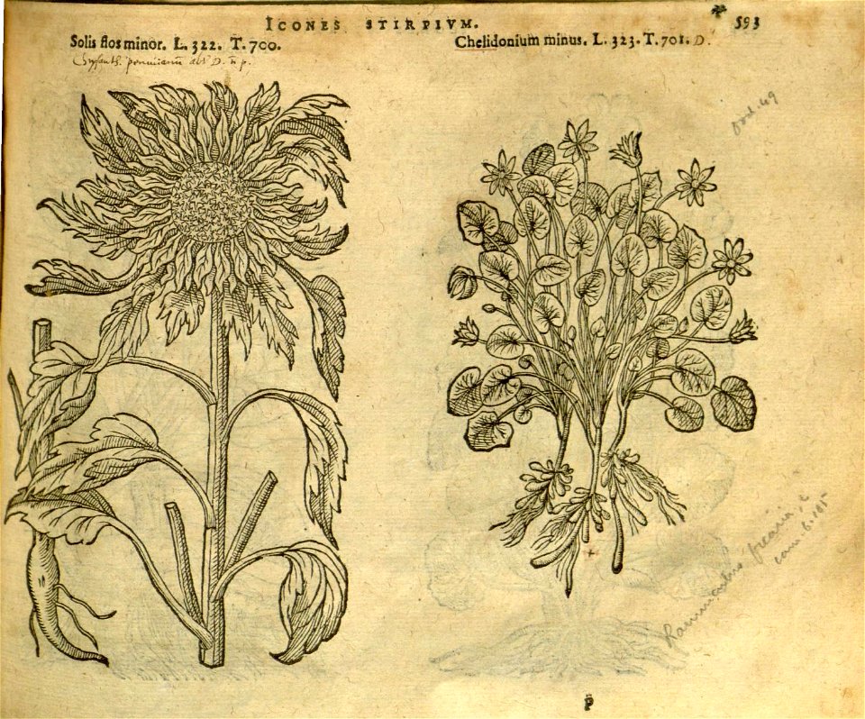 n599_w1150
