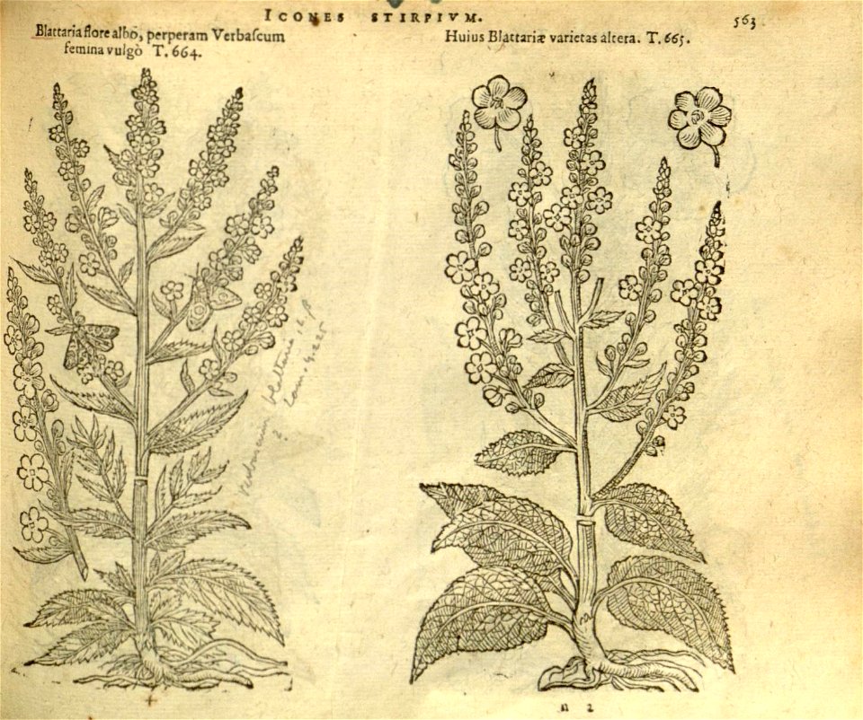 n569_w1150
