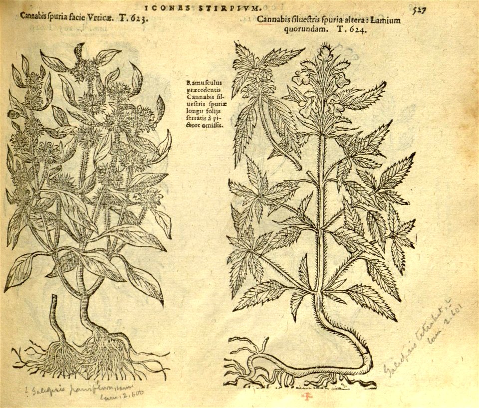 n533_w1150