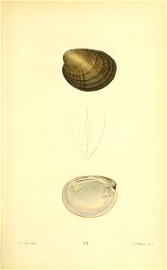 n296_w1150