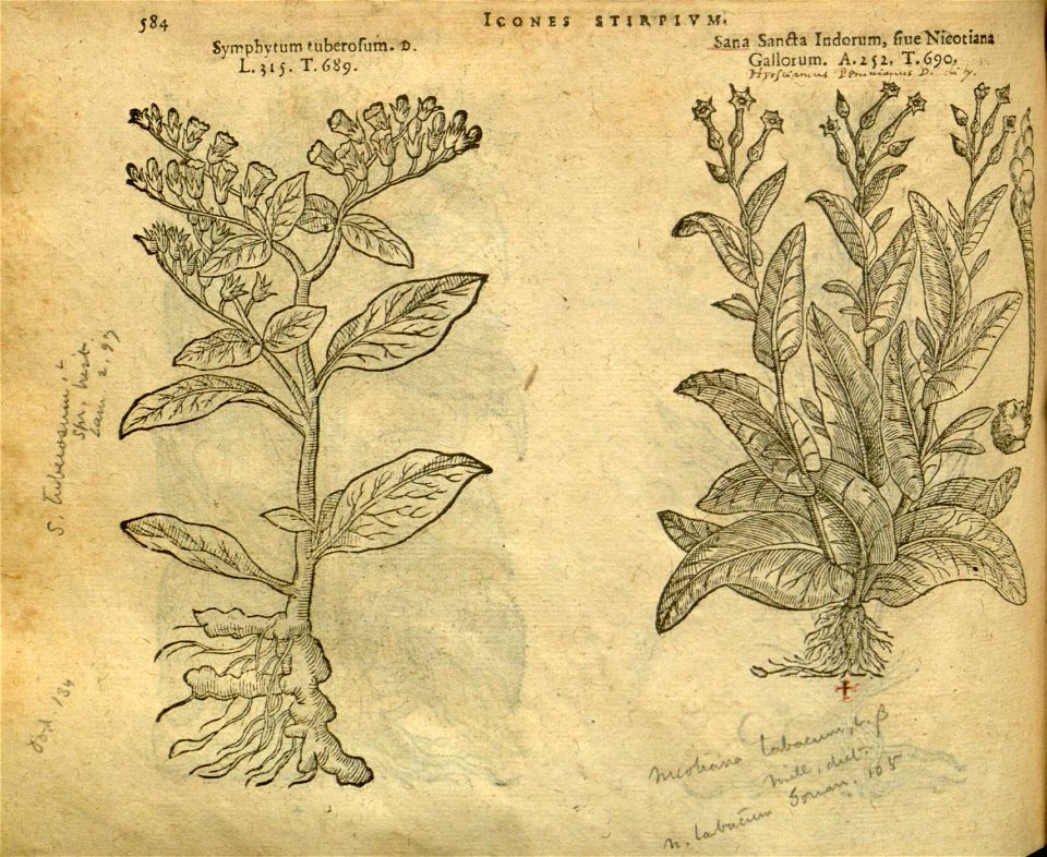 n590_w1150