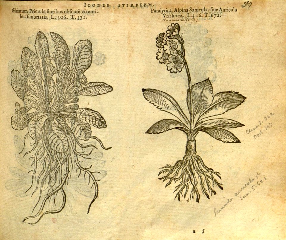 n575_w1150