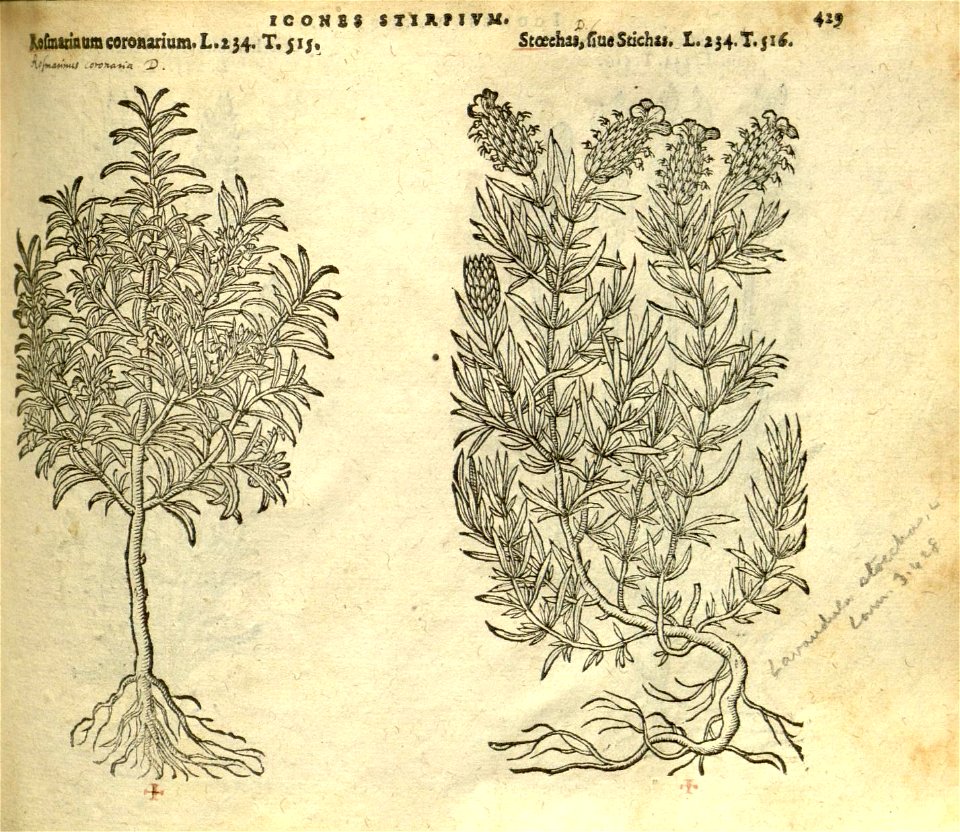 n435_w1150
