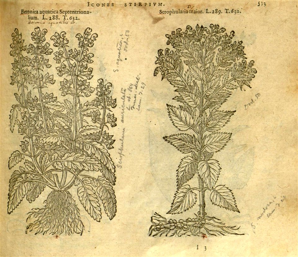 n539_w1150