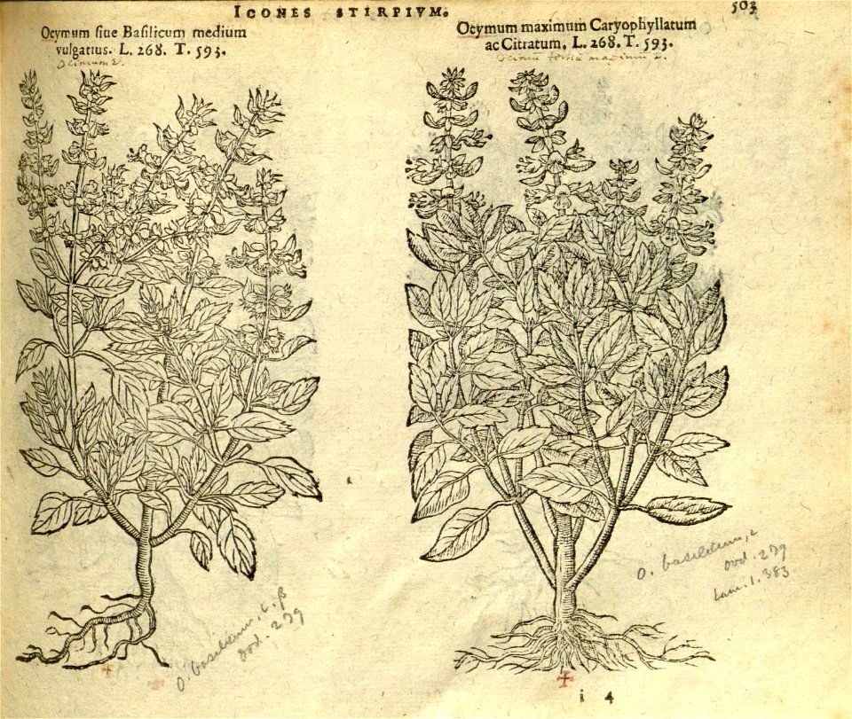 n509_w1150