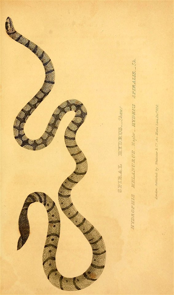 n528_w1150