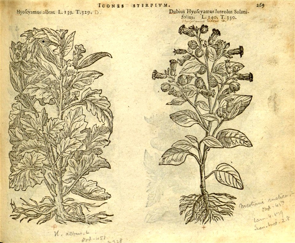 n275_w1150