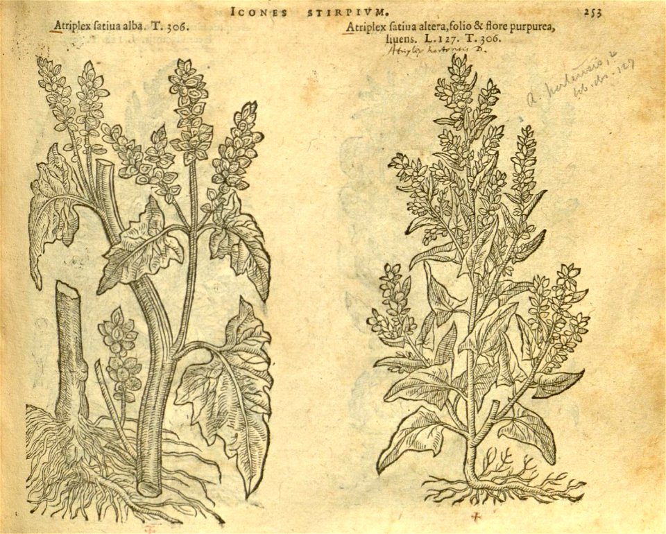 n259_w1150