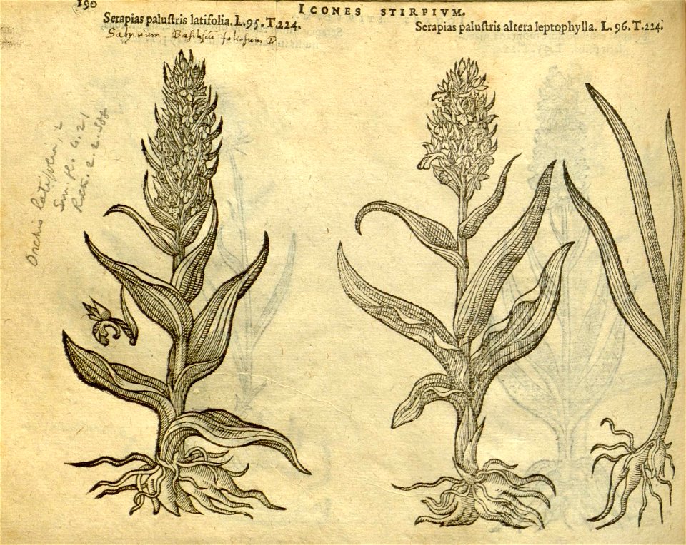 n196_w1150