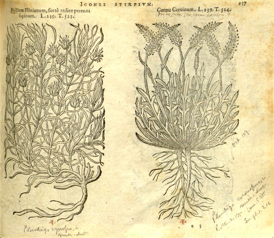 n443_w1150