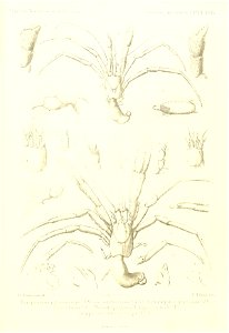 n454_w1150