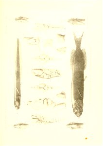 n444_w1150