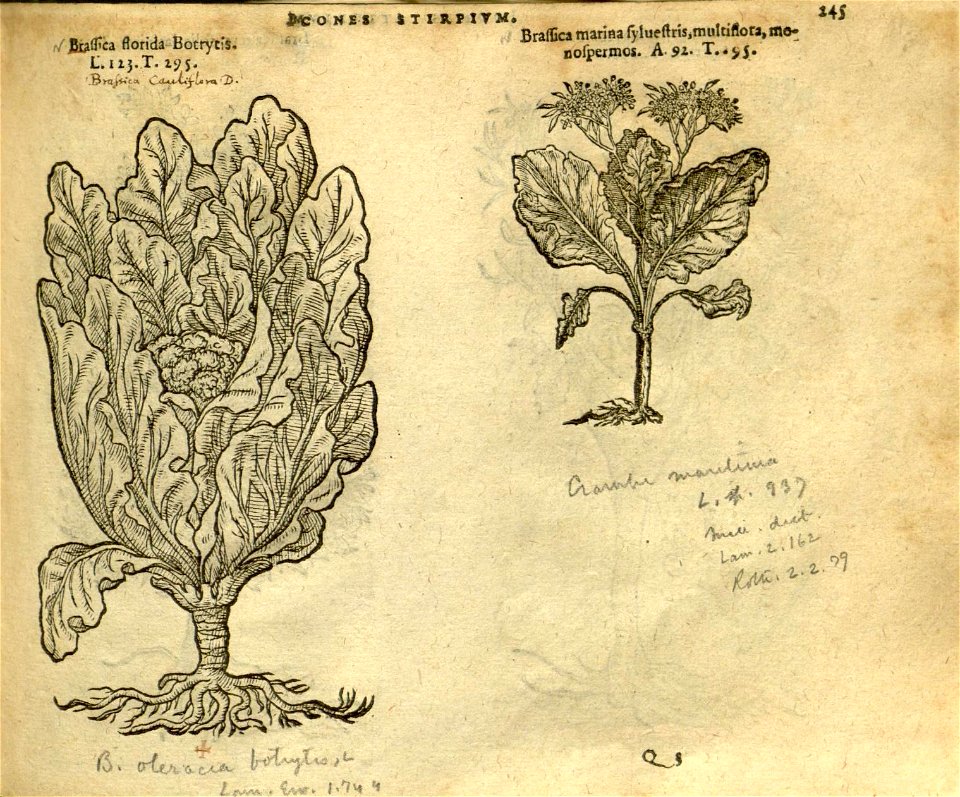 n251_w1150