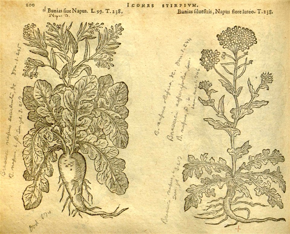 n206_w1150