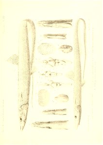 n448_w1150