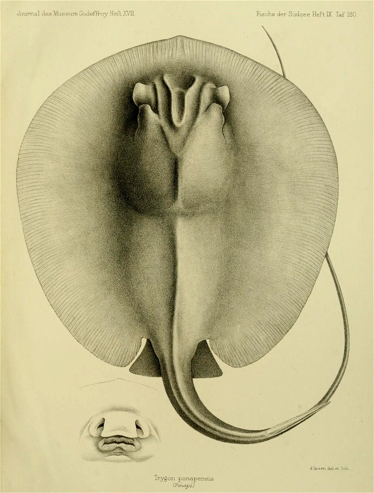 n354_w1150