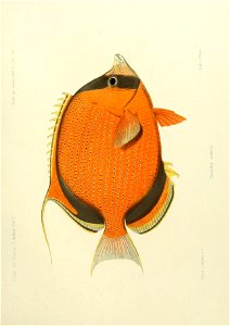 n196_w1150