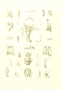 n452_w1150