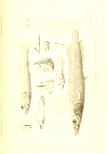 n440_w1150