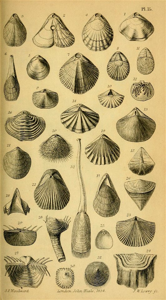 n558_w1150