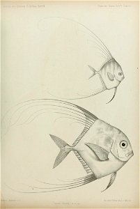 n66_w1150