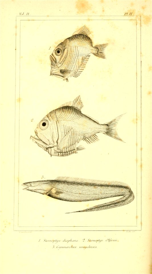 n517_w1150