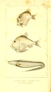 n517_w1150