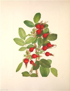 n112_w1150