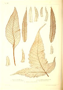 n455_w1150