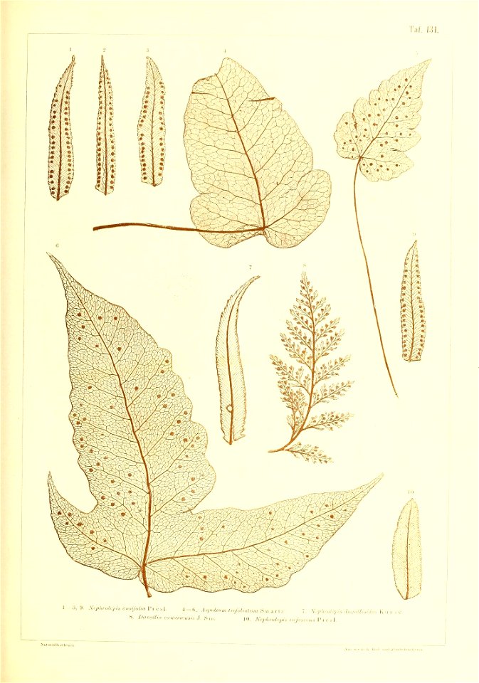 n454_w1150