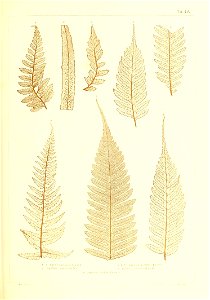 n438_w1150