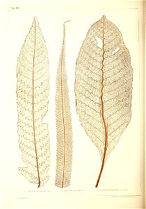 n453_w1150