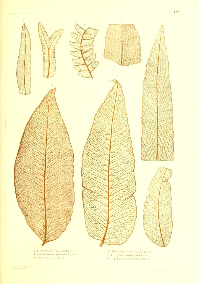 n452_w1150