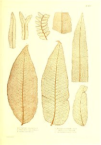 n452_w1150