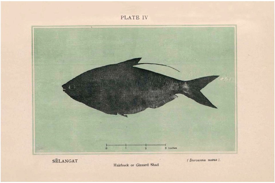 n263_w1150