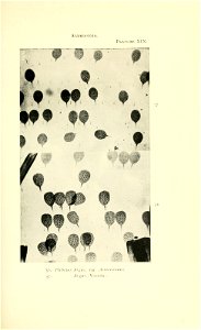 n274_w1150