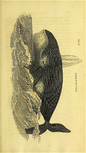 n498_w1150