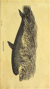 n522_w1150