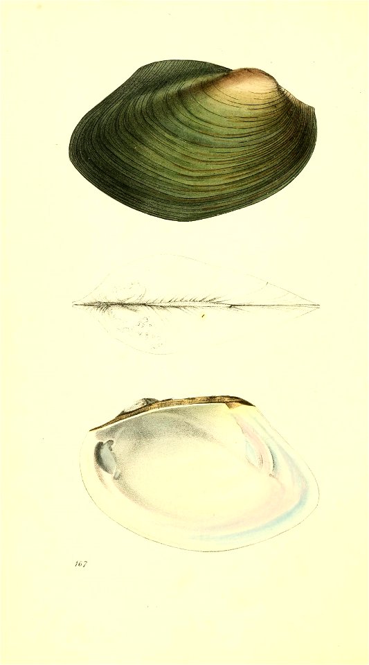 n293_w1150