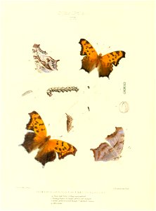n259_w1150