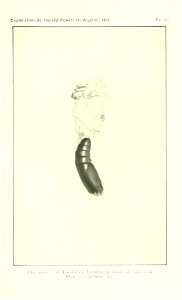 n514_w1150