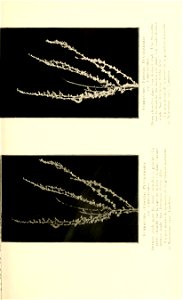 n136_w1150